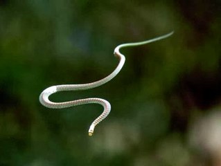 Flying Snakes Caught on Camera