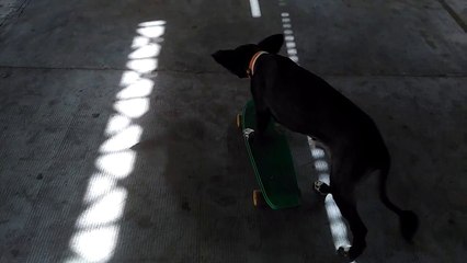Skateboarding dog navigates with ease
