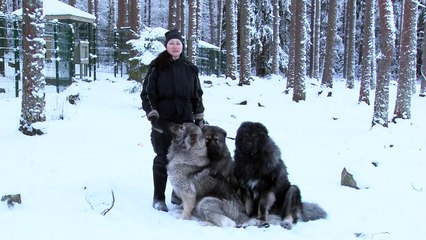 Кавказцы - действительно ли они так опасны?