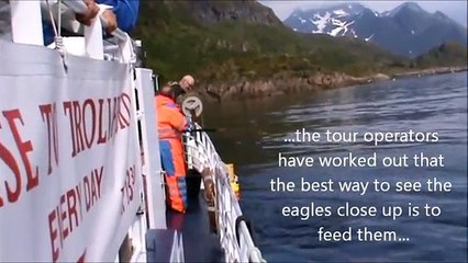 Sea Eagle Safari at Svolvaer, Lofoten Islands