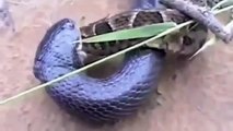 king cobra vs python attack snake vs. snake