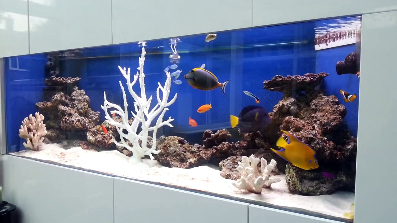 Saltwater Fish Only Aquarium with Tangs, Angelfish, Clown Fish and Coral  Decoration - video Dailymotion