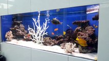Saltwater Fish Only Aquarium with Tangs, Angelfish, Clown Fish and Coral Decoration
