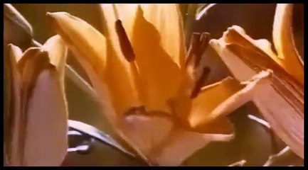 Kari Jobe - Revelation Song Video