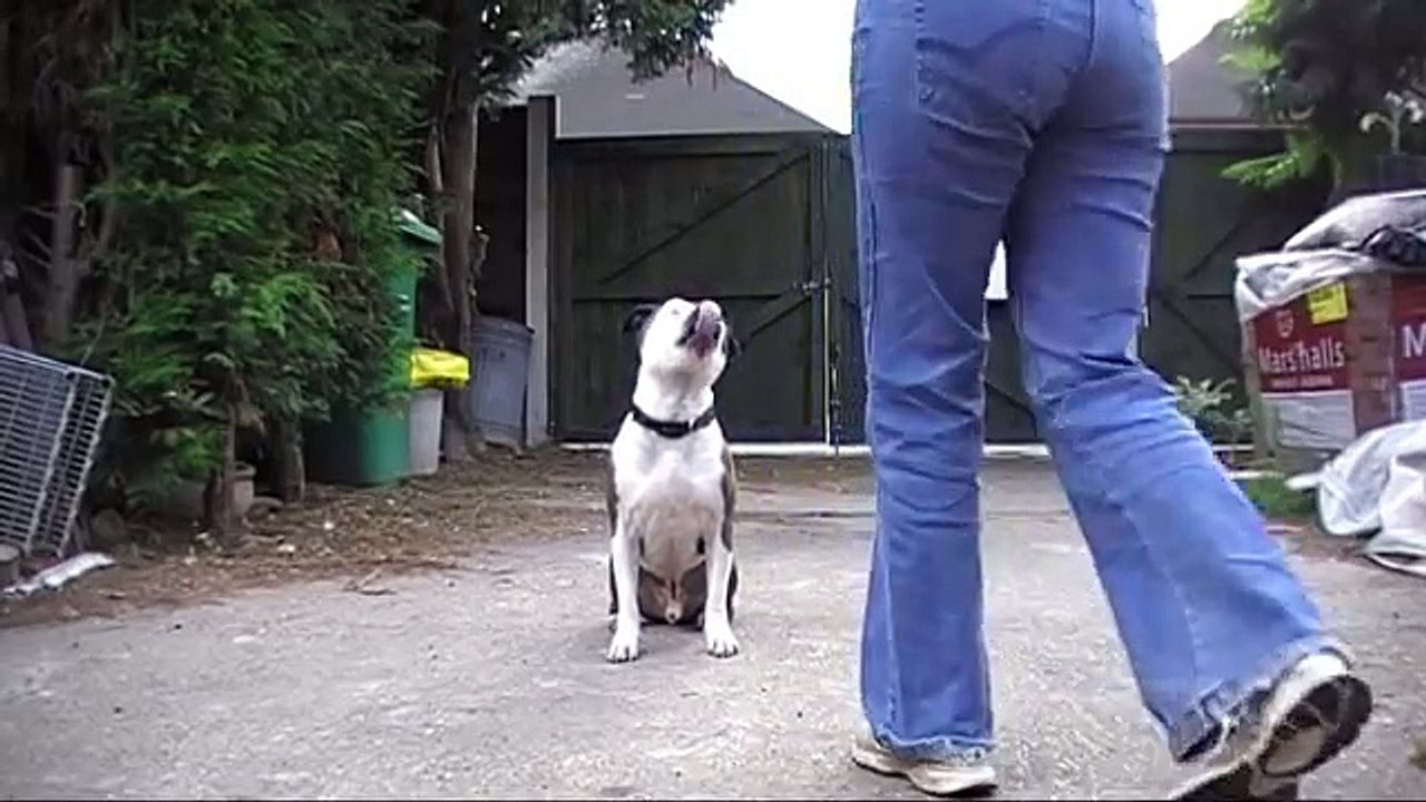 Staffie Tricks