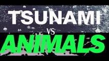 Martin Garrix Animals Dj Apple DVBBS e Borgeous Tsunami Drop 1080p