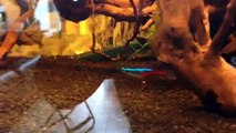 Neon Tetra swimming in fish tank