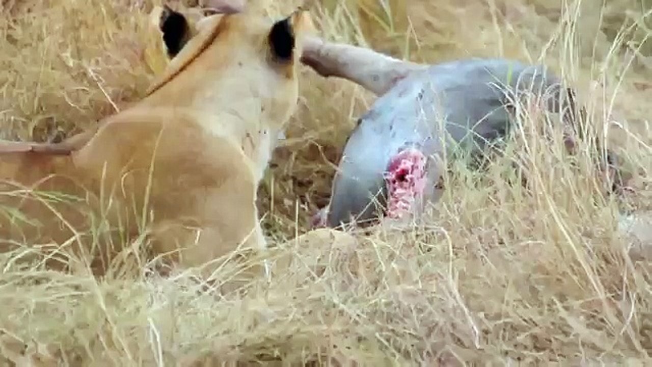 Animal Attack lions eating a wild bufflo wild NEW@croos