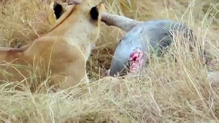 Animal Attack lions eating a wild bufflo wild NEW@croos
