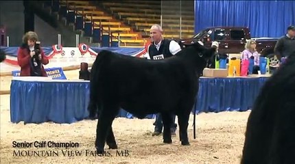 2010 Western Canadian Agribition Angus Bull Show