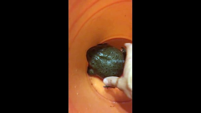 Budgetts frog screaming