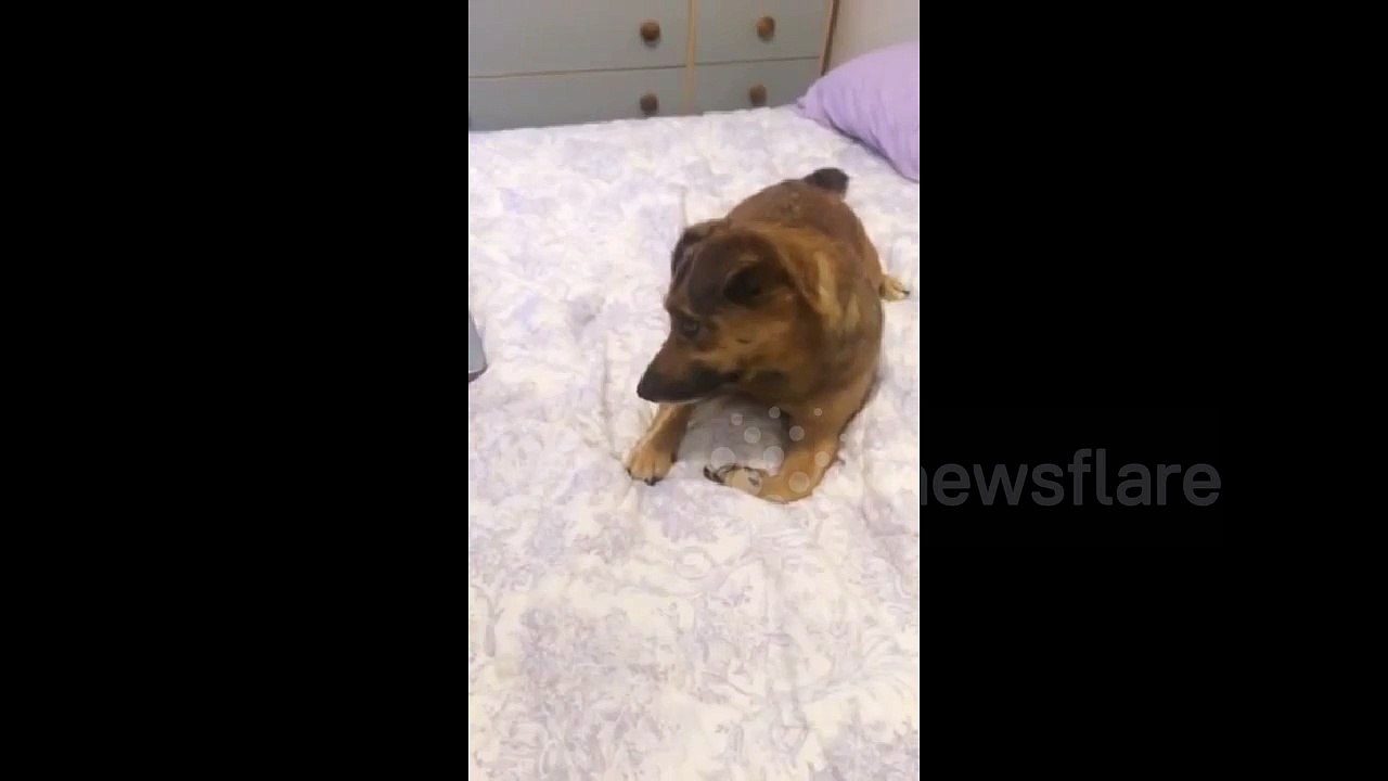 Dog Howls to Bagpipes (bagpipes.mp4)