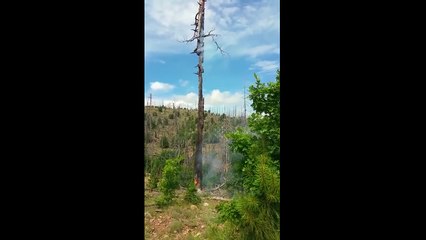 Saw lightning strike near our camp, found what it hit the next day while hiking.
