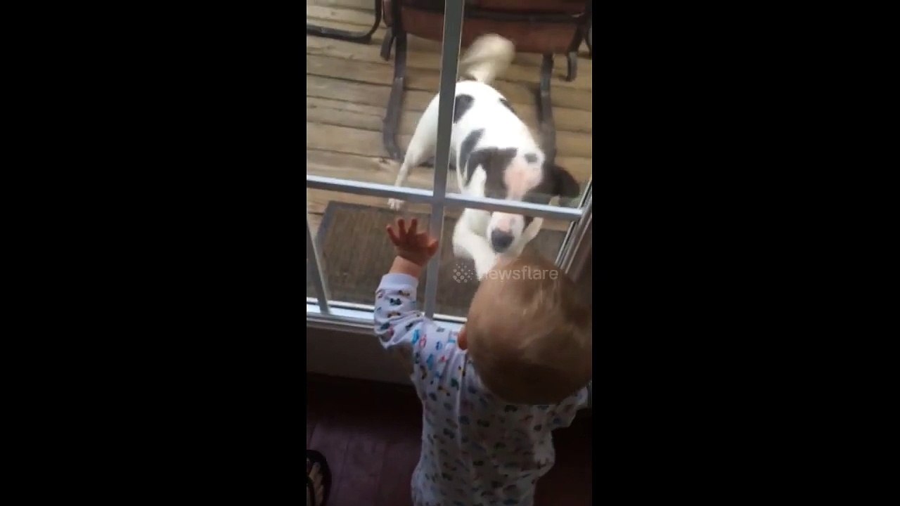 Nolan and Sprocket Playing