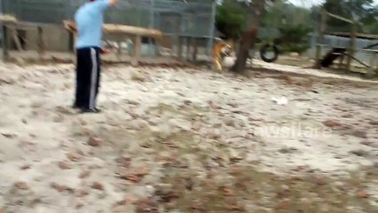 Carl gets hit harder then an NFL QB - Tiger Tackle