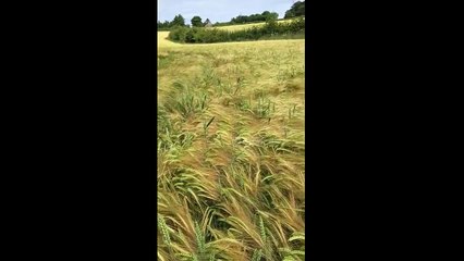 How my dog finds me in a field.