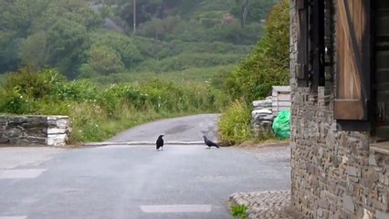 Causing a clamour: Young stoat engaging in play with a group of rooks