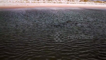 Big Hammerhead Shark hit trolling motor