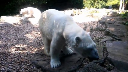 Danse avec un ours polaire