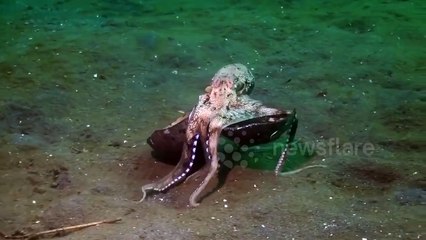 Octopus walks along ocean floor carrying coconut
