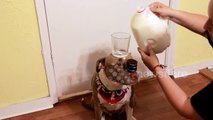 AMAZING PITBULL BALANCING TRICK