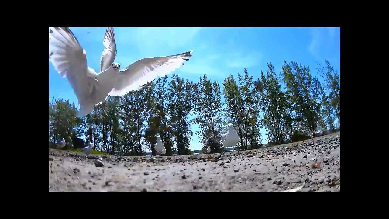 Seagull nabs camera, flies off with it, and then drops it.