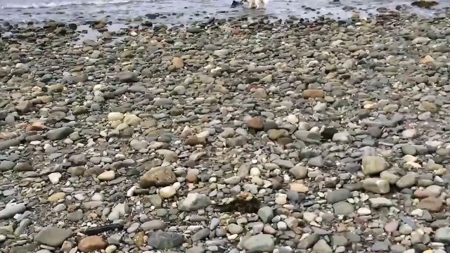 Dog Saves Baby Dolphin on Criccieth Beach
