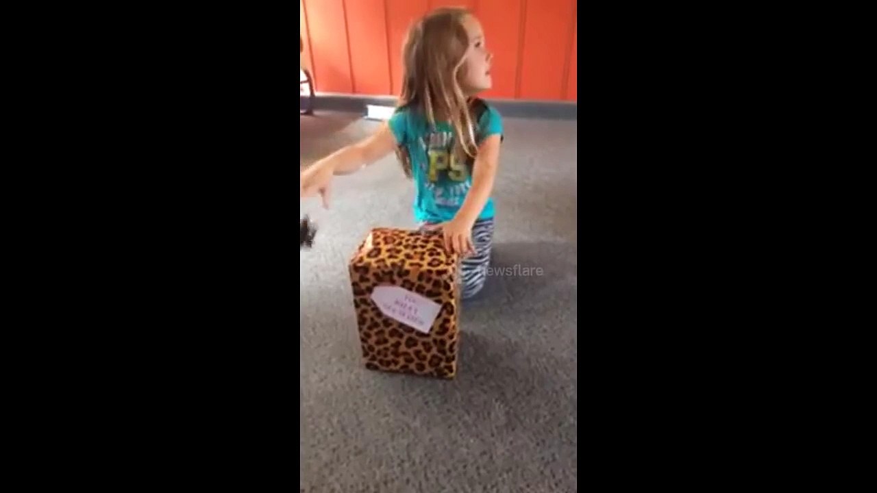 Kitten Surprise