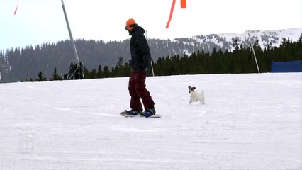 Dog Faceplants chasing Snowboarder