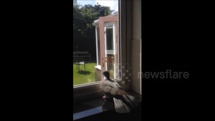 Crazy Kitchen Pigeon