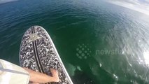 Killer whale swims under paddleboarder