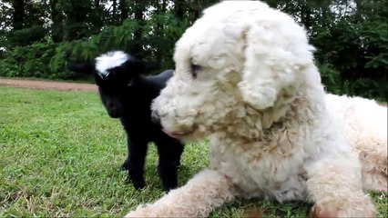 Dog lets baby goats Crawl all over her
