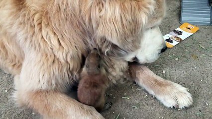 Prairie Dog Faceplant