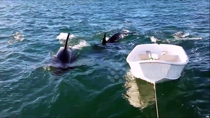 Playing With Orca Whale