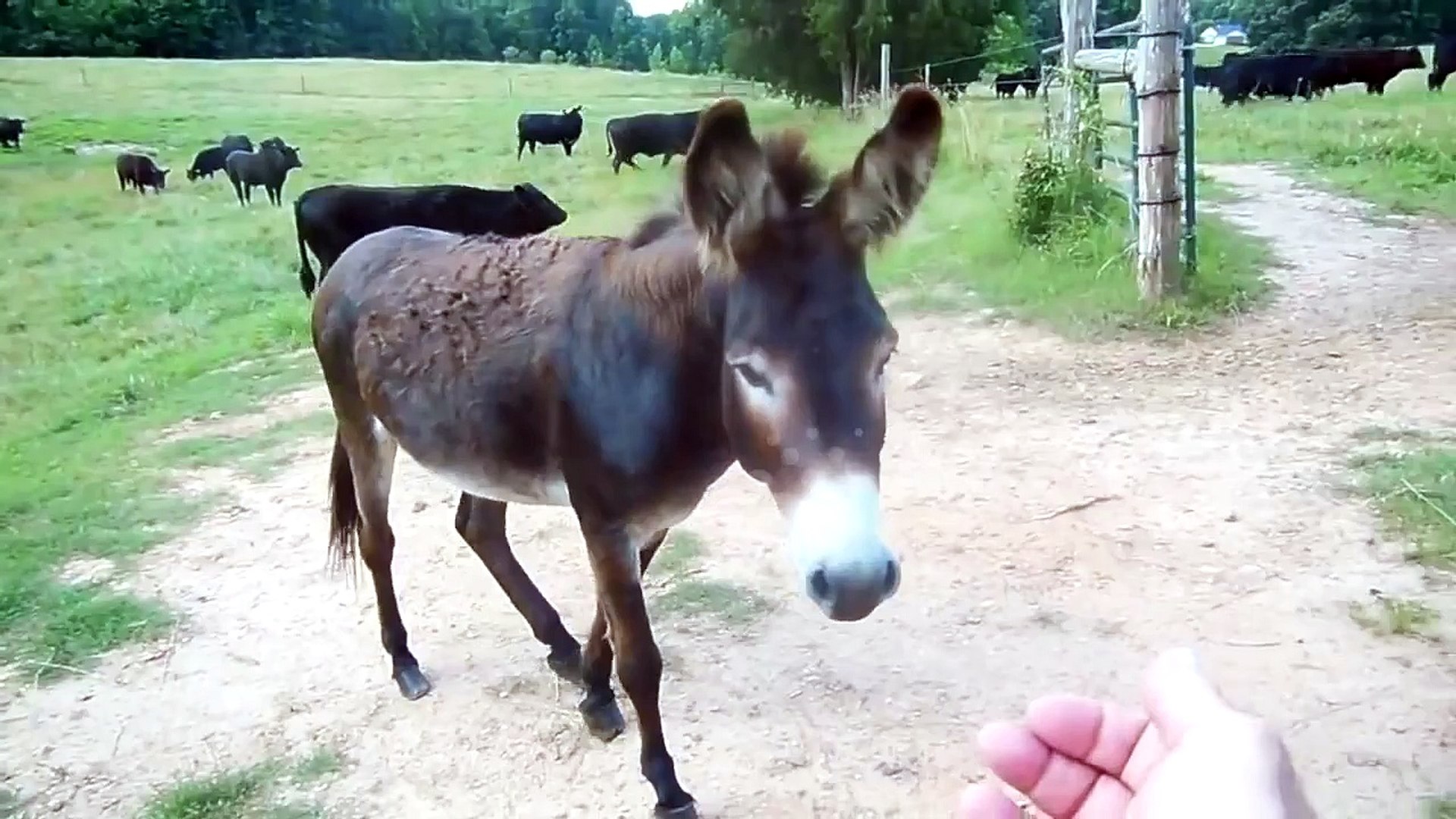 Will Donkeys Kill Dogs