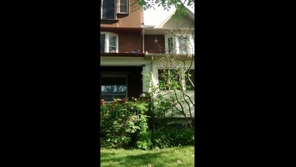 Peacock Loose in Roncesvalles
