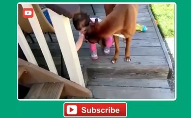 Funny Dogs Protecting Babies, Very Funny and Interesting................!!!!!!!!!!!!!!