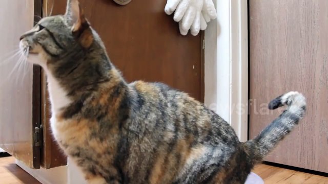 Ebi the cat doing more dog tricks. Sits and shakes both hands several times