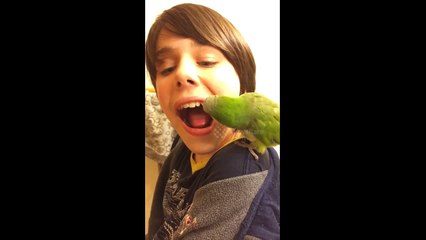 Bird pulls out boy's tooth