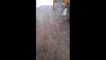 Cat chases laser pointer