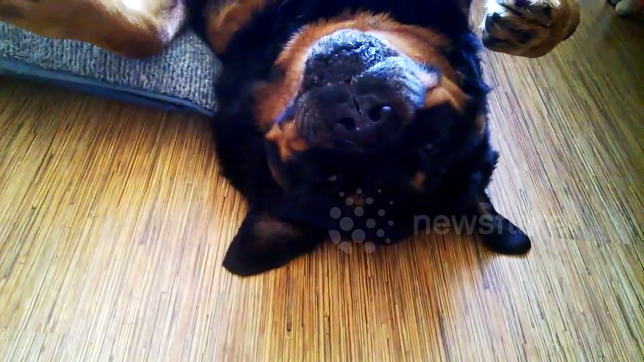 Stubborn Rottweiler Refuses to Take Meds and Plays Dead