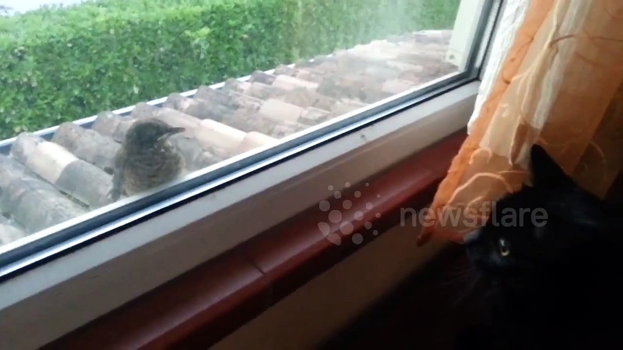 My cat tried to scare a bird this evening. She failed...