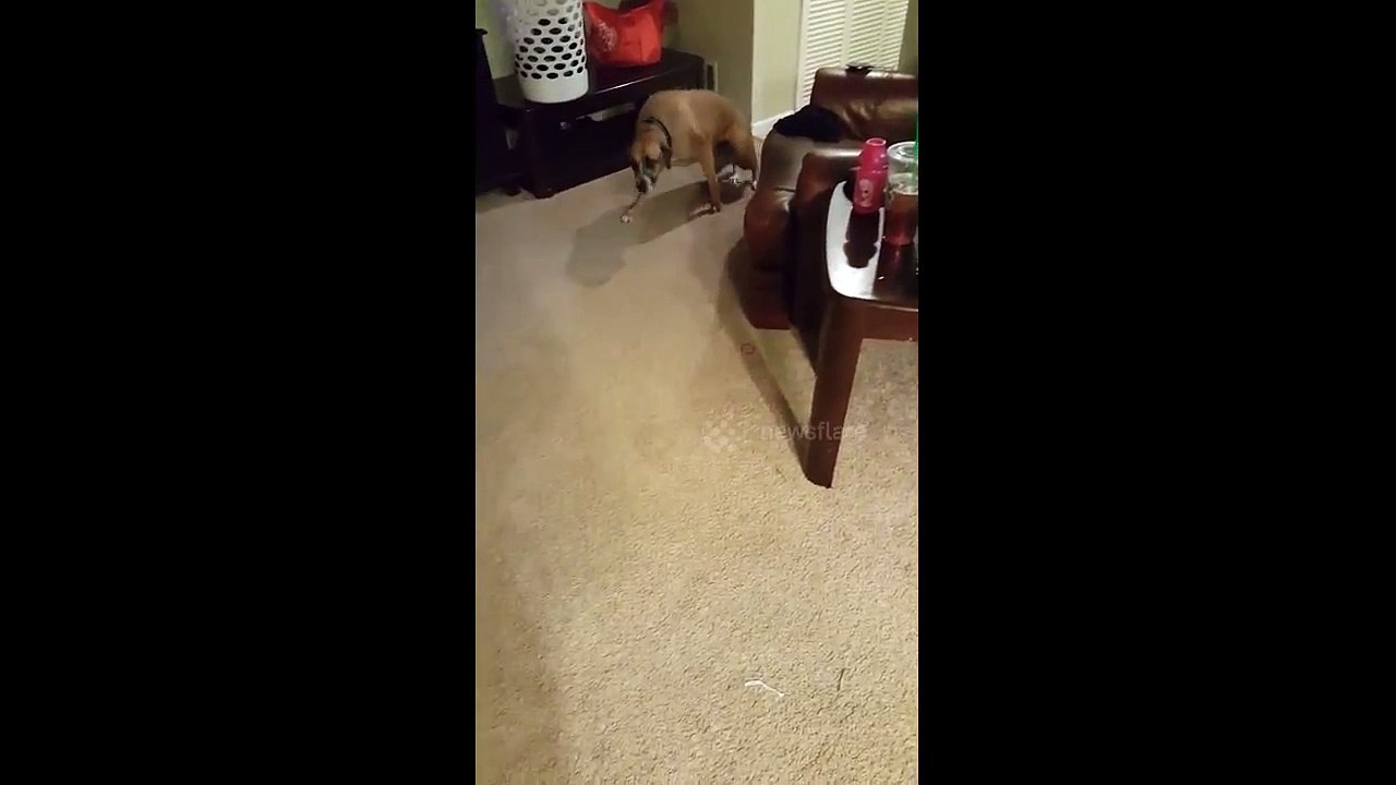 Dog eats burrito