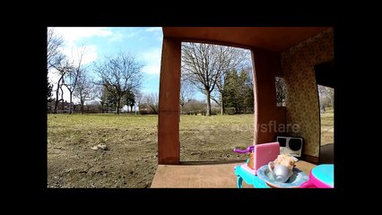 Cute squirrel interrupting tea time
