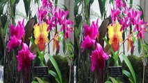 3D video - United States Botanic Garden - YT3D