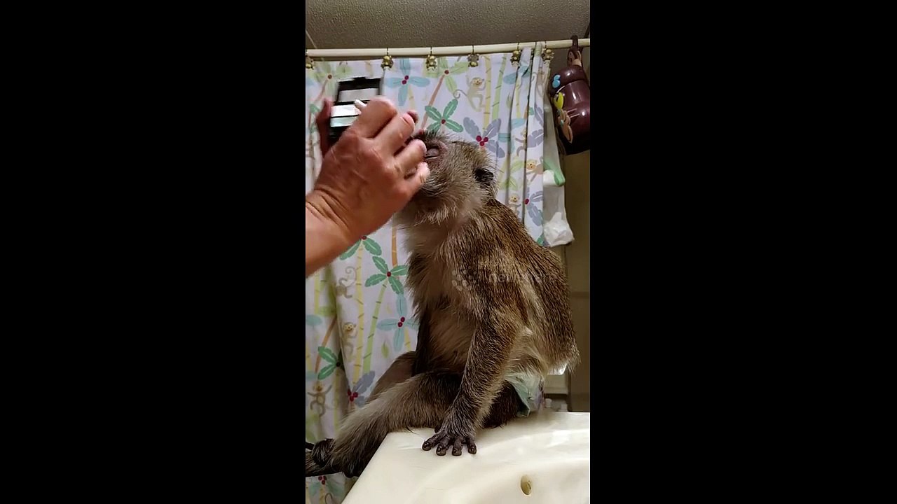 Makeup tutorial for monkey's birthday