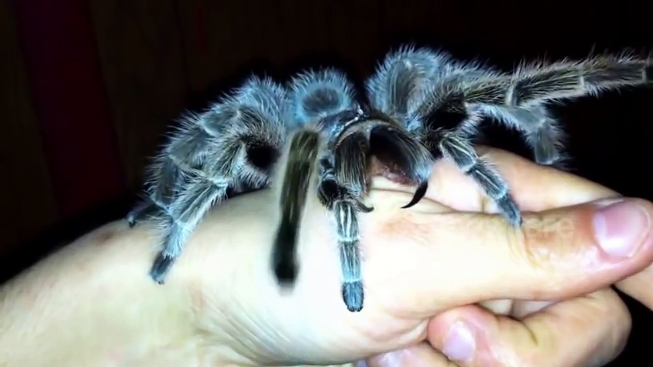 Tarantula tries to bite hand