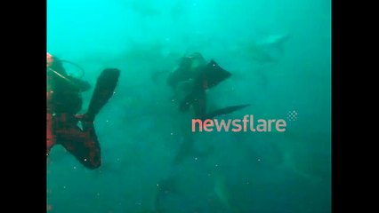 Shark frenzy in South Africa