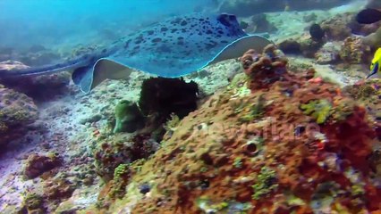 Marbel ray swimming in the Maldives