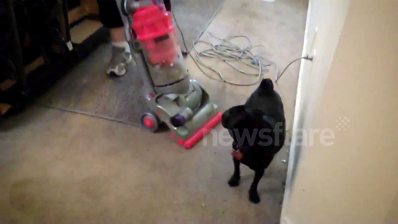 Pug hates vacuum